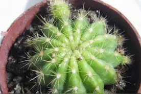 善用这些药片养花！不用担心异味、肥害，还能降低成本图片