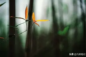 竹林幽幽，喑影幢幢，细雨飘飘，不似人间...图片