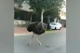 北海街头惊现狂奔的鸵鸟图片