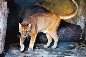 猛兽“彪”是何物？可轻松咬死老虎，2005年后我国仅拍到3次图片