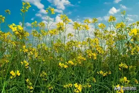 油菜花已开，安顺旧州镇浪塘村等你来图片
