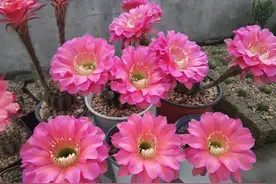 6种花“寿命长”，狠晒太阳，花满盆，光照差了，别惹它图片