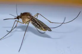 蚊子到底是种什么样的生物？图片
