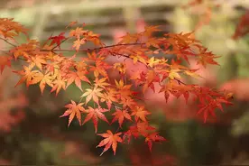 “多事之秋”，糖尿病患者如何平稳度过？图片