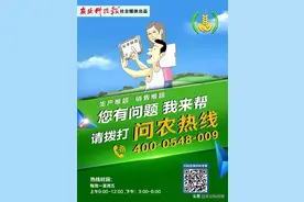 问农热线 | 圣女果果面有小黑点，叶片发黄、枯萎，咋回事？图片