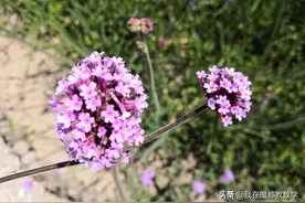 迪士尼旁边的上海薰衣草公园图片