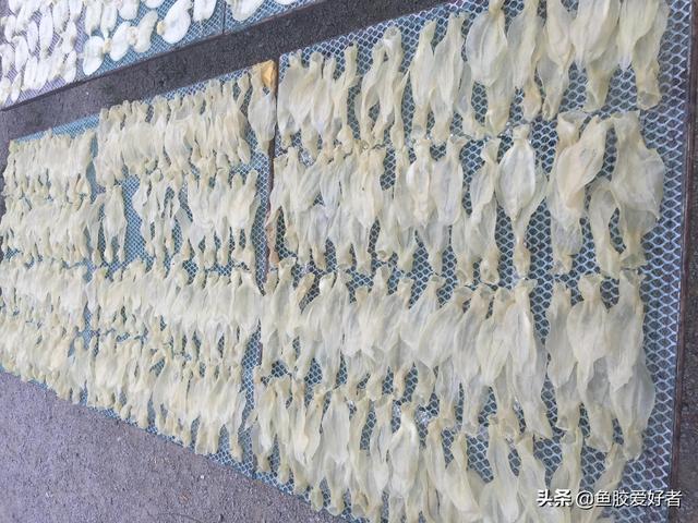 目前市场的鱼胶价格多少 2026年鱼胶大概什么价格