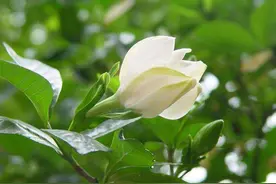 栀子花掉苞落蕾很严重，保温、疏蕾很重要，不重视今年赏花无望图片