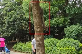 黄鼠狼子会上树？家养的松鼠溜出门图片