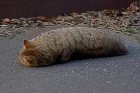 猫猫虫来袭！盘点《诡秘之主》里的那些梗图片