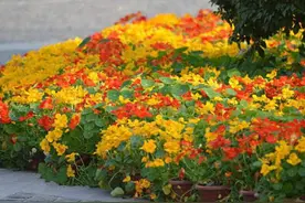 象征可遇不可求的事情，开心就好的旱金莲，种植技术介绍图片