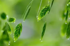 下雨天，如何才能拍出静美和诗意？你可以试试这些方法图片