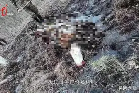 惊险！寻牛的路上偶遇大棕熊！“只离四五十米远，它还向我吼……”图片