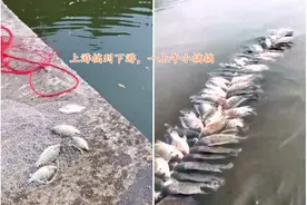 福建小伙捕获大量罗非鱼，串在一起6米长，网友：不可能是野生的图片