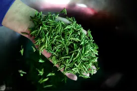 警惕！这几种造假手段的茶叶千万不要碰图片
