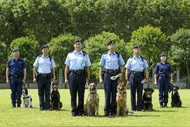 ｜云看世界｜叮咚，一键领取香港退役警犬图片
