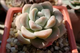 养多肉，2种肥少不了，用对了很快就爆盆图片