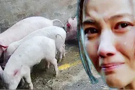 为什么在规模猪场打工的人，回家自己养猪，十个养猪九个亏图片