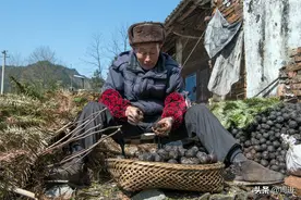 80岁老夫妻捡拾桐子果，剥壳晒干后卖2元1斤，能卖一分算一分图片