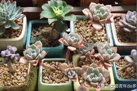 多肉进行叶插繁殖，从叶片到小苗成型，少不了花友的耐心和爱心图片