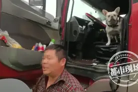 前方高能！交警拦下一辆大货车，驾驶室突然冒出一只狗头图片
