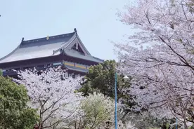 苏州春景之赏樱胜地图片