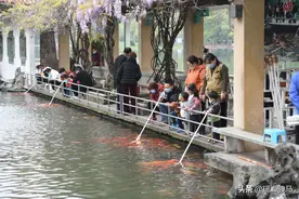 合肥：奶瓶喂鱼很有趣，大人、小孩都喜欢图片