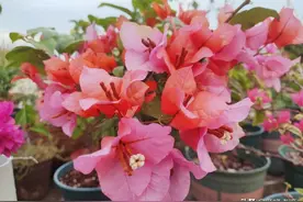 三角梅总不开花？养对品种，阳台变花海，四季有花看图片