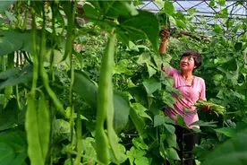 芸豆壮苗标准是什么？怎样进行芸豆露地栽培？要掌握以下几个环节图片
