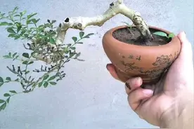 一个穷木工的真实故事：从木匠变成盆景大师，开启一段盆景情缘图片