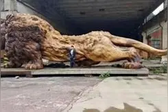 300万拒卖的巨狮根雕，如今只能守仓库图片