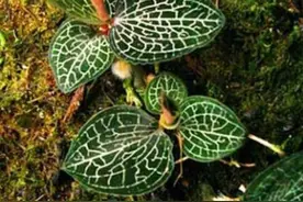 这种野生植物曾成上万一斤，采挖的人多，少有人种植图片
