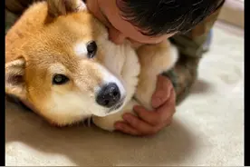 主人趴在柴犬身上吸它，没想到它也一脸享受表情：配合你演戏图片