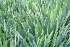 剑麻种植：剑麻是一种经济作物，建议种植时间选在二月至四月份图片