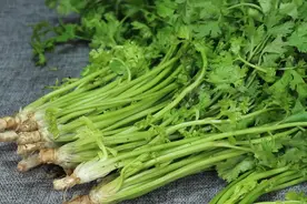 保存香菜有诀窍，今天全教你，不烂叶不发黄，半年都新鲜，真实用图片