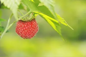 游玩义乌清雅农场掌叶覆盆子基地采摘覆盆子图片