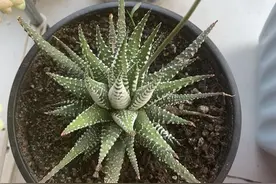 多肉太好养了，不要对它太上心，越是不管它，越容易出状态图片