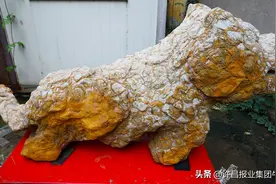河南许昌：鬼斧神工金钱皖螺石 酷似雄狮引市民纷纷前来观看图片
