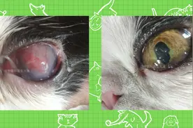 高能！猫咪全眼发白糜烂充血，保守治疗重现清澈透明图片