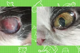 高能！猫咪全眼发白糜烂充血，保守治疗重现清澈透明图片