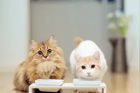 猫咪自制美食干货，请放心查收图片