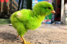 这些五颜六色的小动物对你家的孩子有害，可你还在给你的孩子买图片