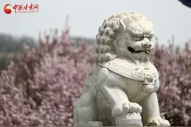 赏花季|兰州小西湖：西湖之畔花正好 海棠依旧笑春风（组图+视频）图片