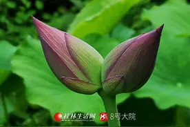 十万分之一的概率！桂林南溪山公园首次发现并蒂莲图片