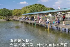 如何钓好混养塘？从鱼种取舍展开，归于钓法、饵料的变化图片
