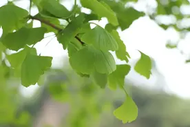 为什么说银杏叶是一味神药？看完它的强大功效，震撼了图片