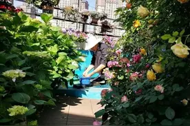 昆明小伙痴迷养花，养了100多盆花，惊艳全小区图片