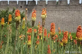 美丽的火炬花只当火炬观赏太屈才了，其实它还能变成公鸡一鸣惊人图片