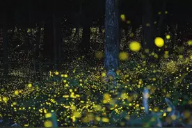 观赏期仅2个月！国内罕见6000㎡萤火虫基地，今夏终于开园图片