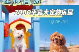 桂林｜3000平最大宠物乐园 很in专业的宠物度假乐园图片